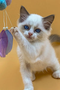 Ragdoll Kittens: The Ultimate Guide to Their Irresistible Cuteness and Gentle Nature