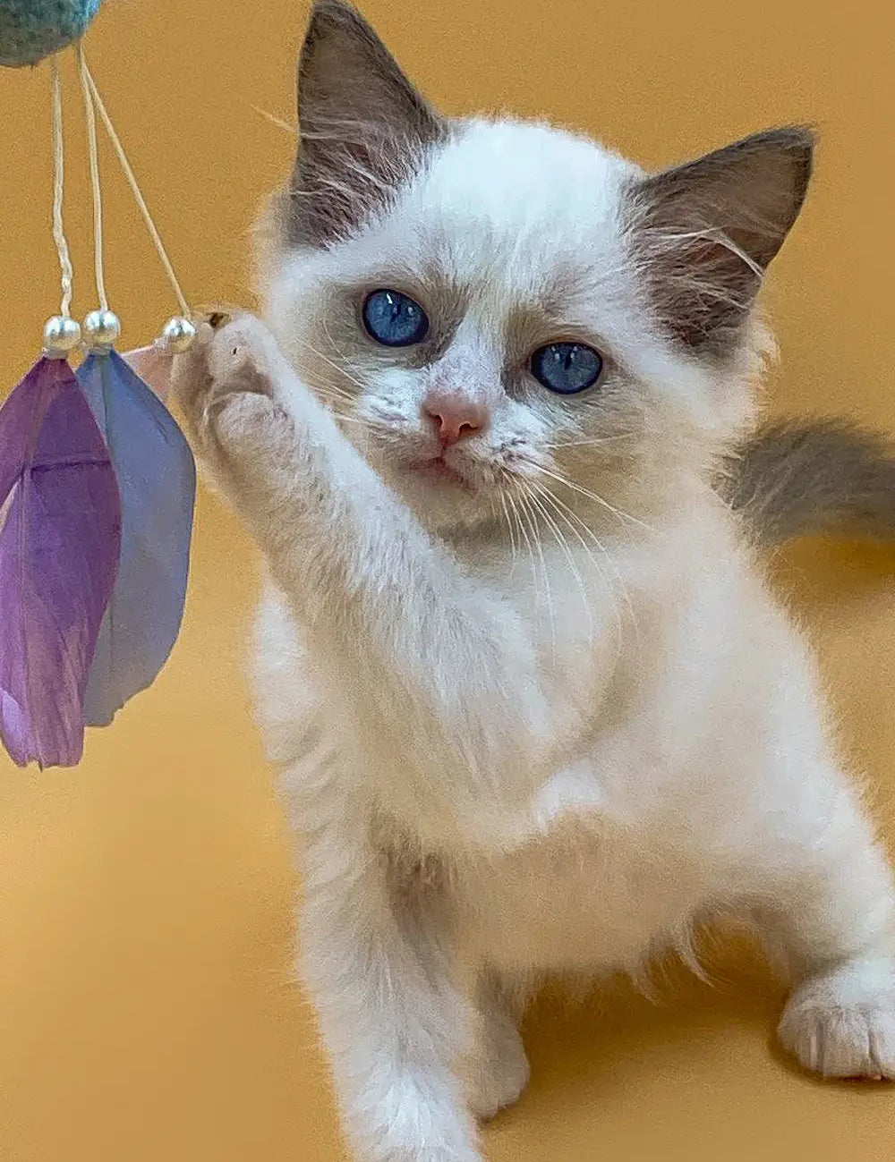 Adorable Ragdoll kitten with blue eyes reaching for purple feathers, showcasing irresistible cuteness.