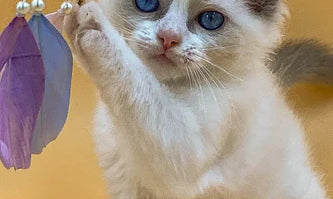 Adorable Ragdoll kitten with blue eyes reaching for purple feathers, showcasing irresistible cuteness.