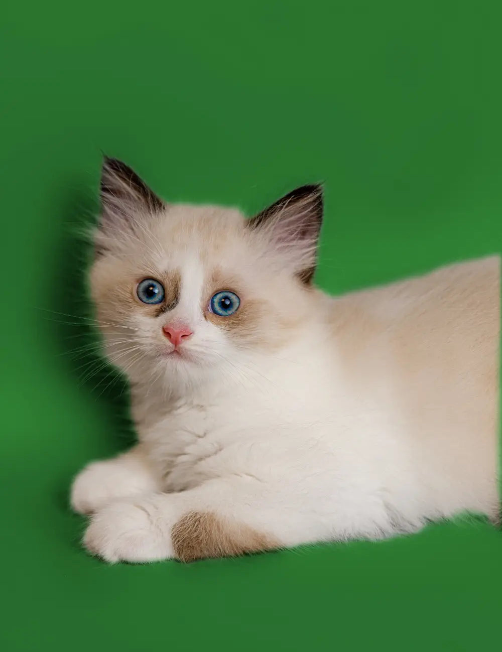 Fluffy white Ragdoll kitten with blue eyes, perfect for discussing cat food and care.