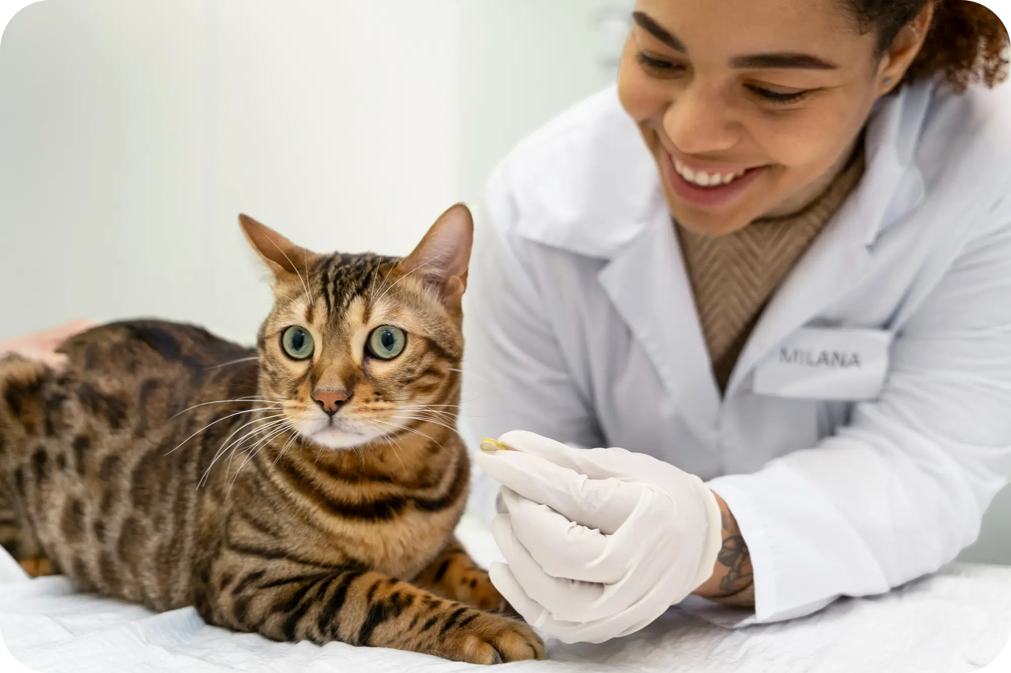 Bengal cat getting veterinary care, highlighting health in purebred cats like Maine Coons.