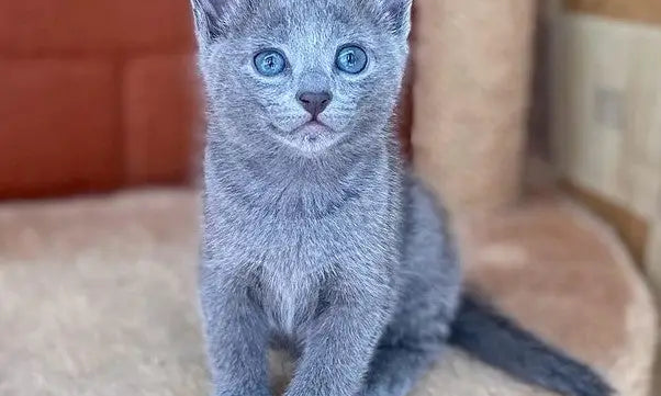 Gray Russian Blue kitten with bright blue eyes sitting upright and looking adorable.