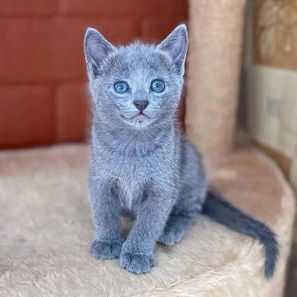 Gray Russian Blue kitten with bright blue eyes sitting upright and looking adorable.