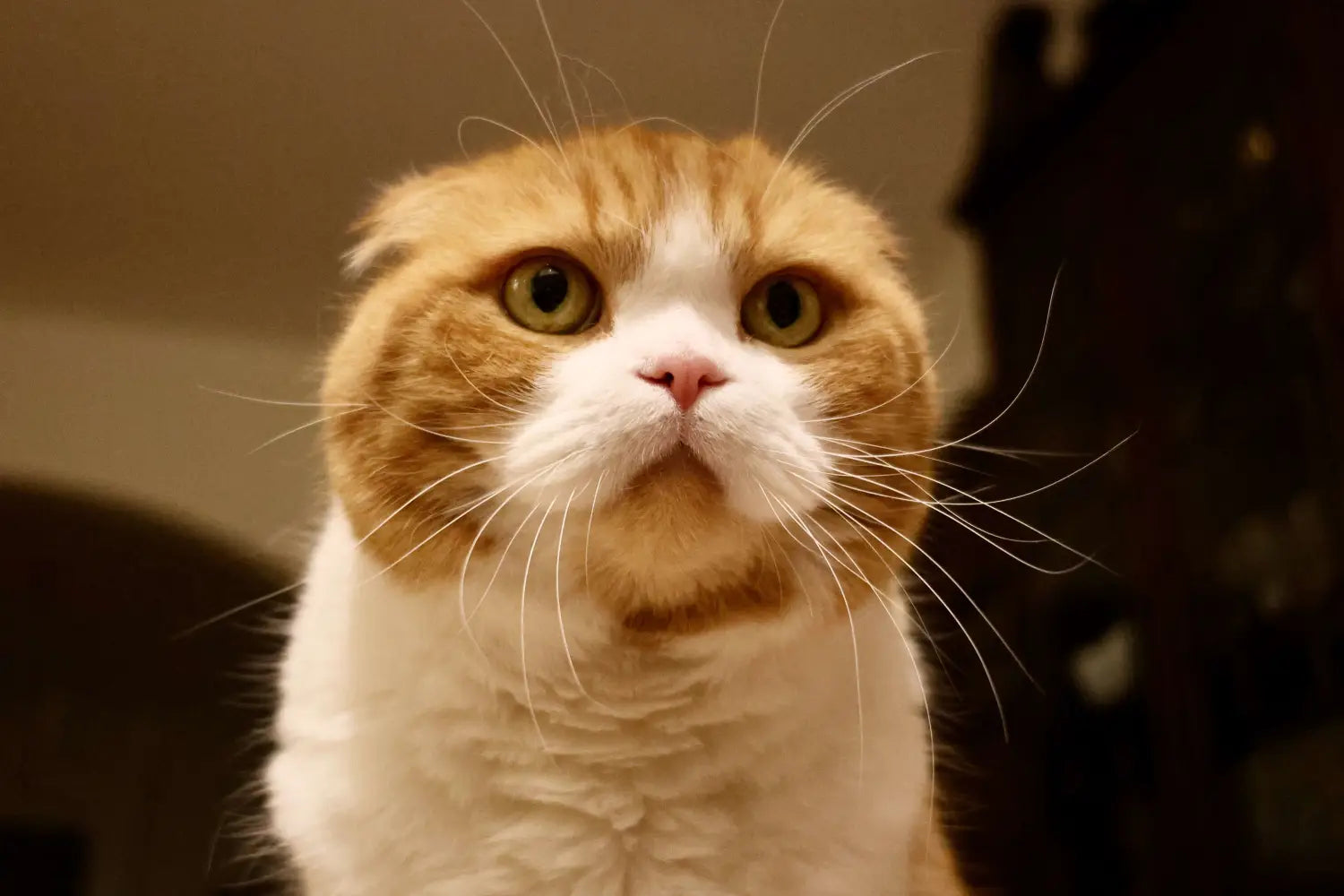 Scottish Fold cat with orange and white fur and adorable folded ears.