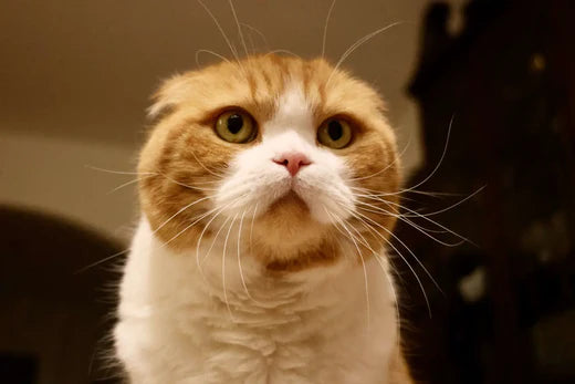 Scottish Fold cat with orange and white fur and adorable folded ears.