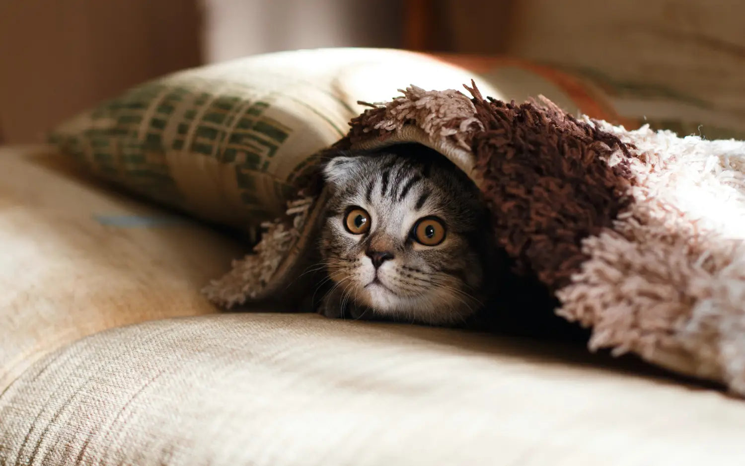 Scottish Fold cat with folded ears peeking out from under a cozy blanket.