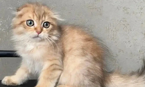 Fluffy light-colored Scottish Fold kitten with big blue eyes on a dark surface.