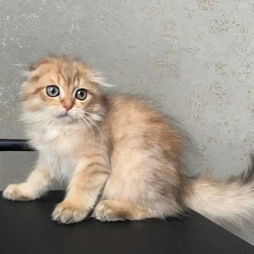 Fluffy light-colored Scottish Fold kitten with big blue eyes on a dark surface.