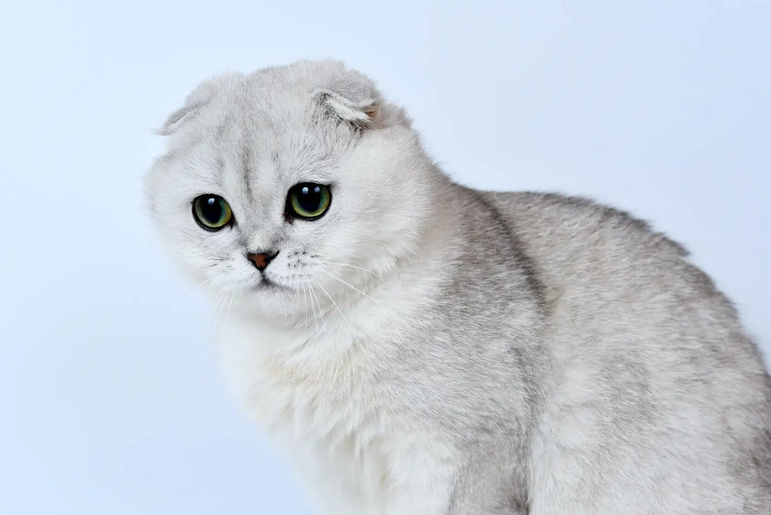 White Scottish Fold cat with green eyes and folded ears in Scottish Fold Cat Care.