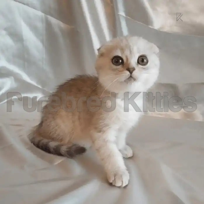 Cute Scottish Fold kitten with big round eyes and adorable folded ears.