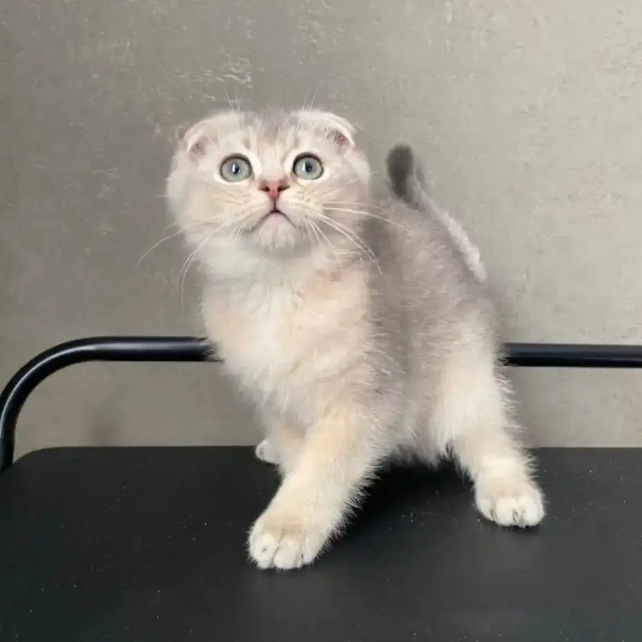 Adorable Scottish Fold kitten with wide eyes and folded ears in cute pose.