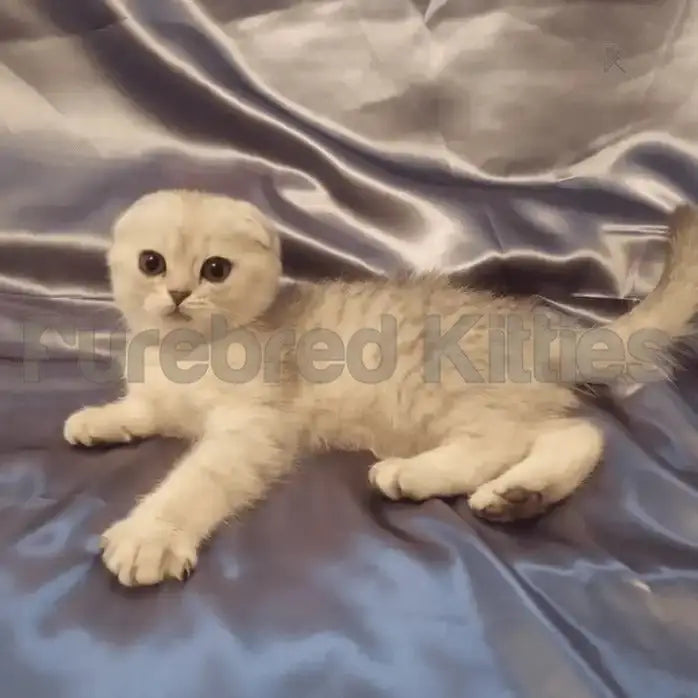 White Scottish Fold kitten lounging on silky fabric, showcasing the charm of fold cats.