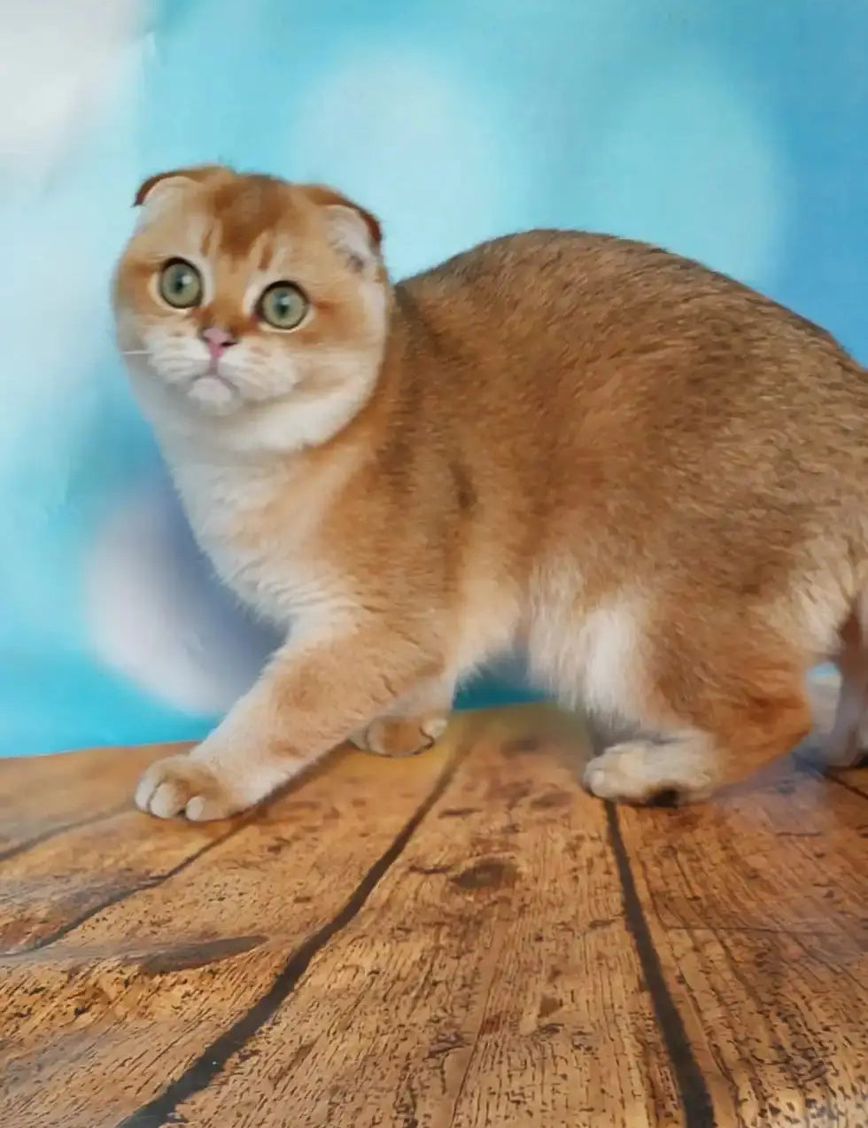 Scottish Fold cat with orange and white fur standing on wooden planks outdoors.