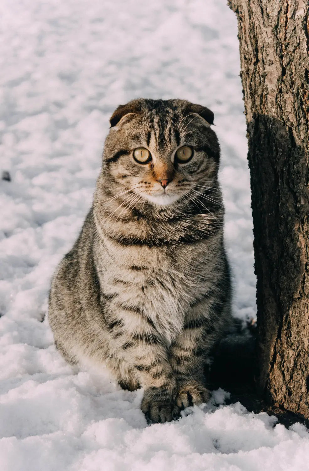 Scottish Fold Cats: Create Pet Harmony at Home!