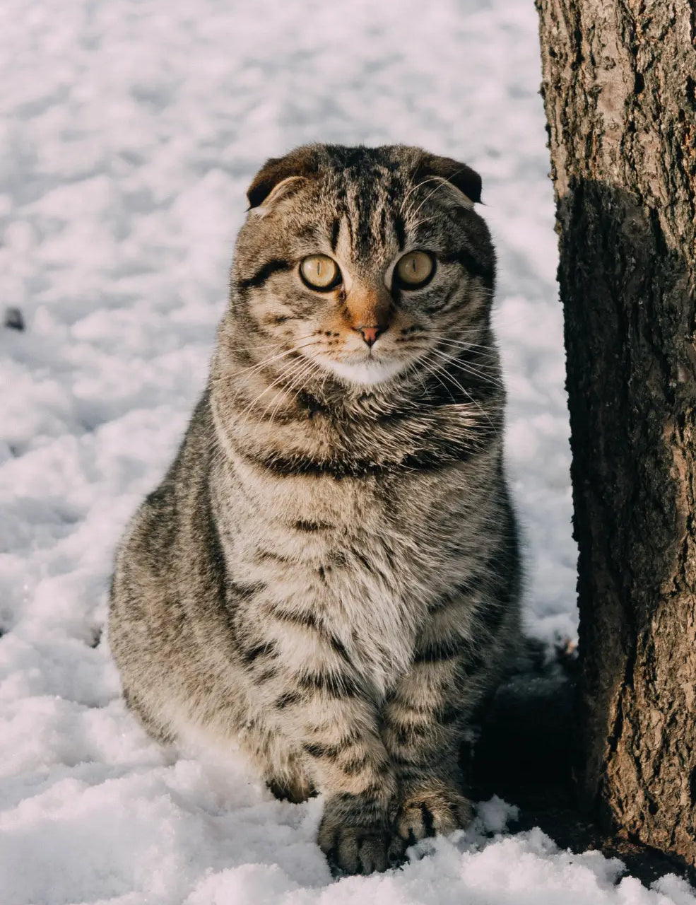 Scottish Fold cat with folded ears sitting in snow by a tree trunk.