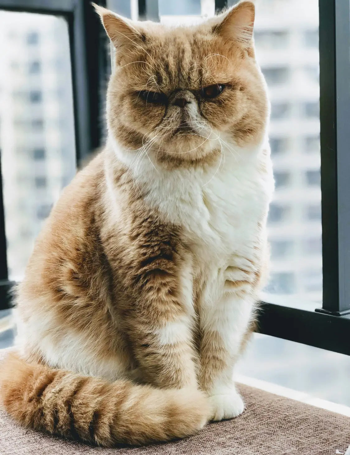 Grumpy Exotic Shorthair cat with fluffy fur showing off its cute flat face.