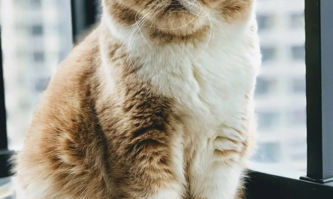 Grumpy Exotic Shorthair cat with fluffy fur showing off its cute flat face.