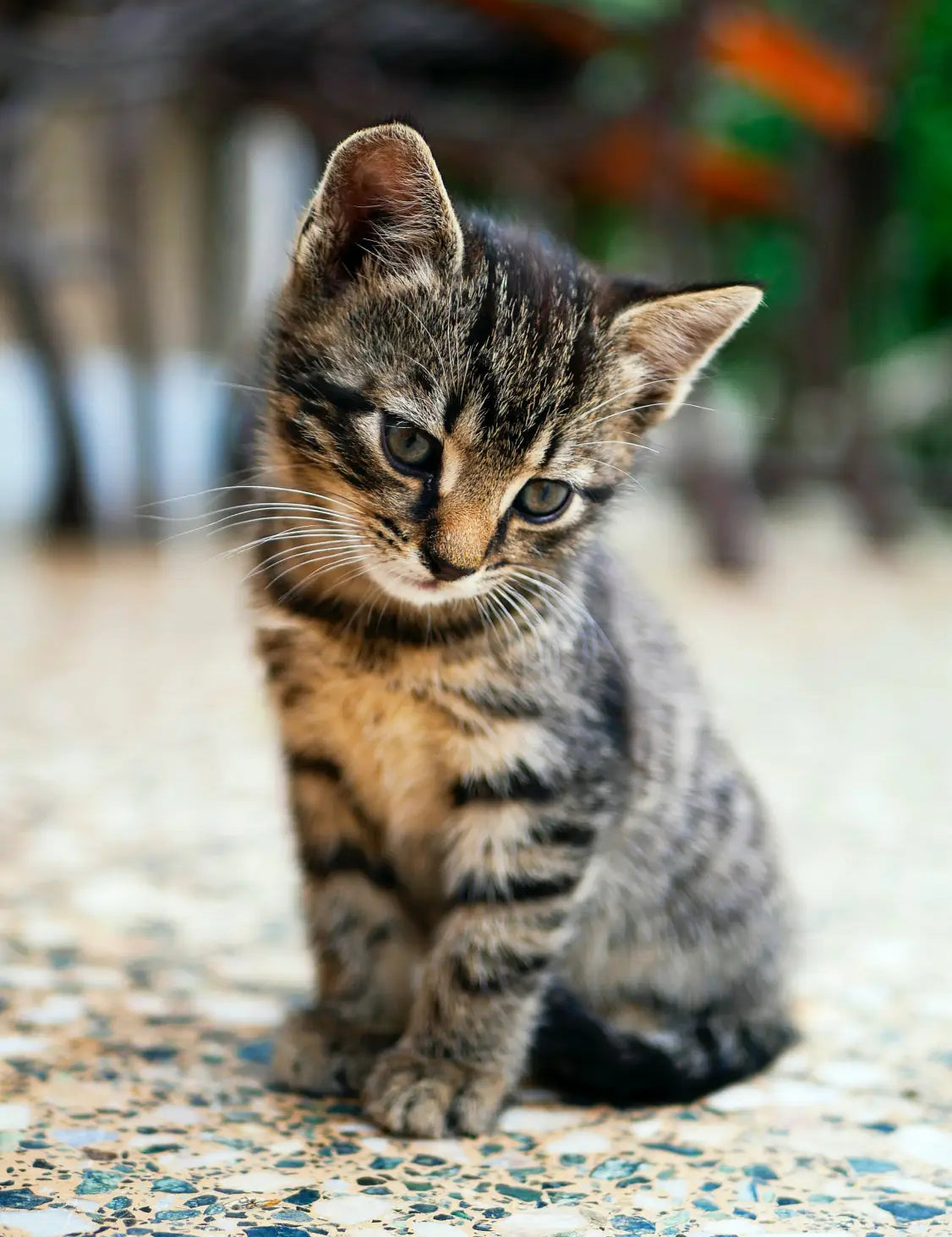 Adorable Serengeti cat kitten sitting on speckled surface in a cozy setting.