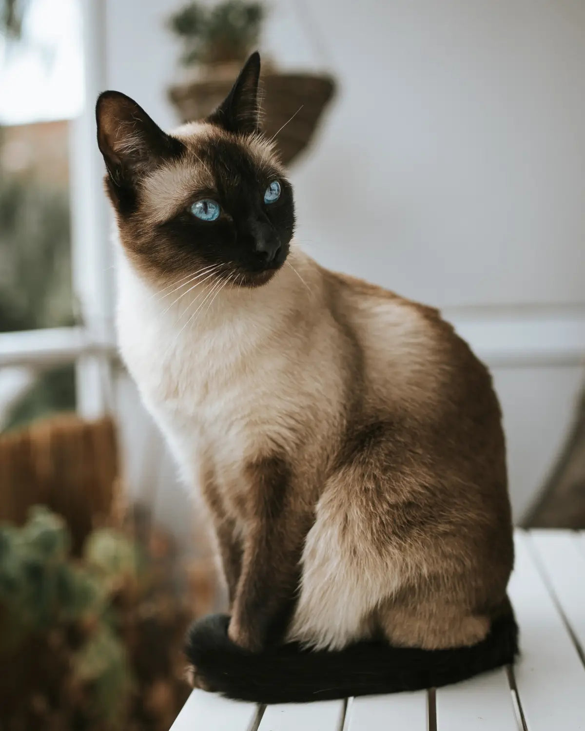 Siamese cat with striking blue eyes showcasing unique personalities on a white surface.