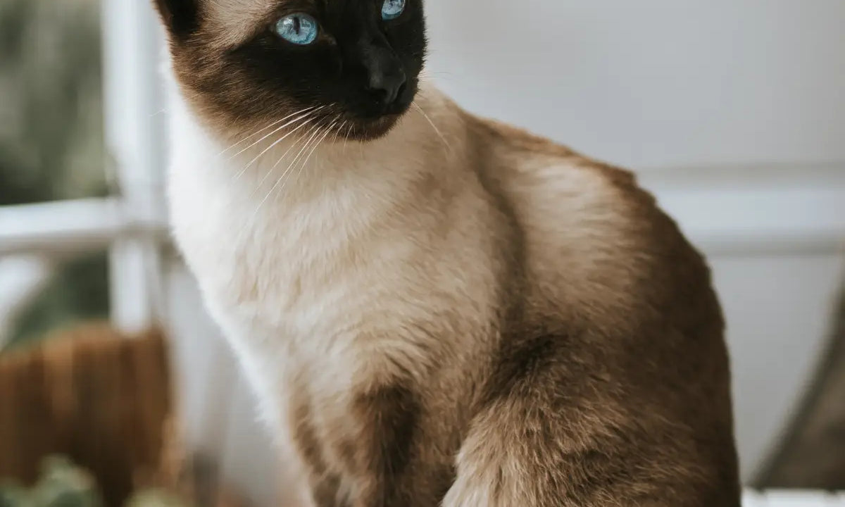 Siamese cat with striking blue eyes showcasing unique personalities on a white surface.