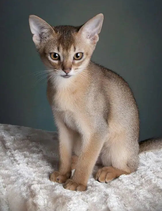 Sleek Abyssinian cat showing off those big ears and golden eyes beside Singapura Cats.