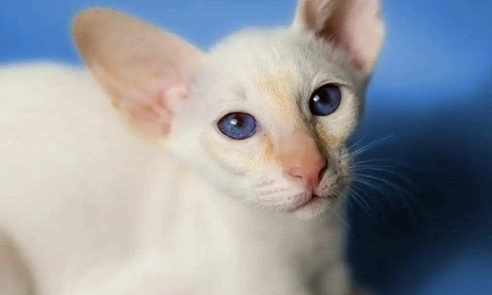 White oriental cat with blue eyes and big ears showcasing growth stages.