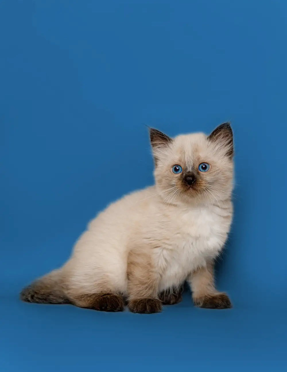 Siamese kitten with blue eyes and cream fur perfect for socializing with Ragdoll cats.