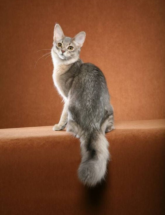 Gray and white Somali cat with big ears and fluffy tail showcasing its charismatic charms.