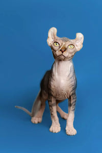 Sphynx Cat Adoption: Pros and Cons