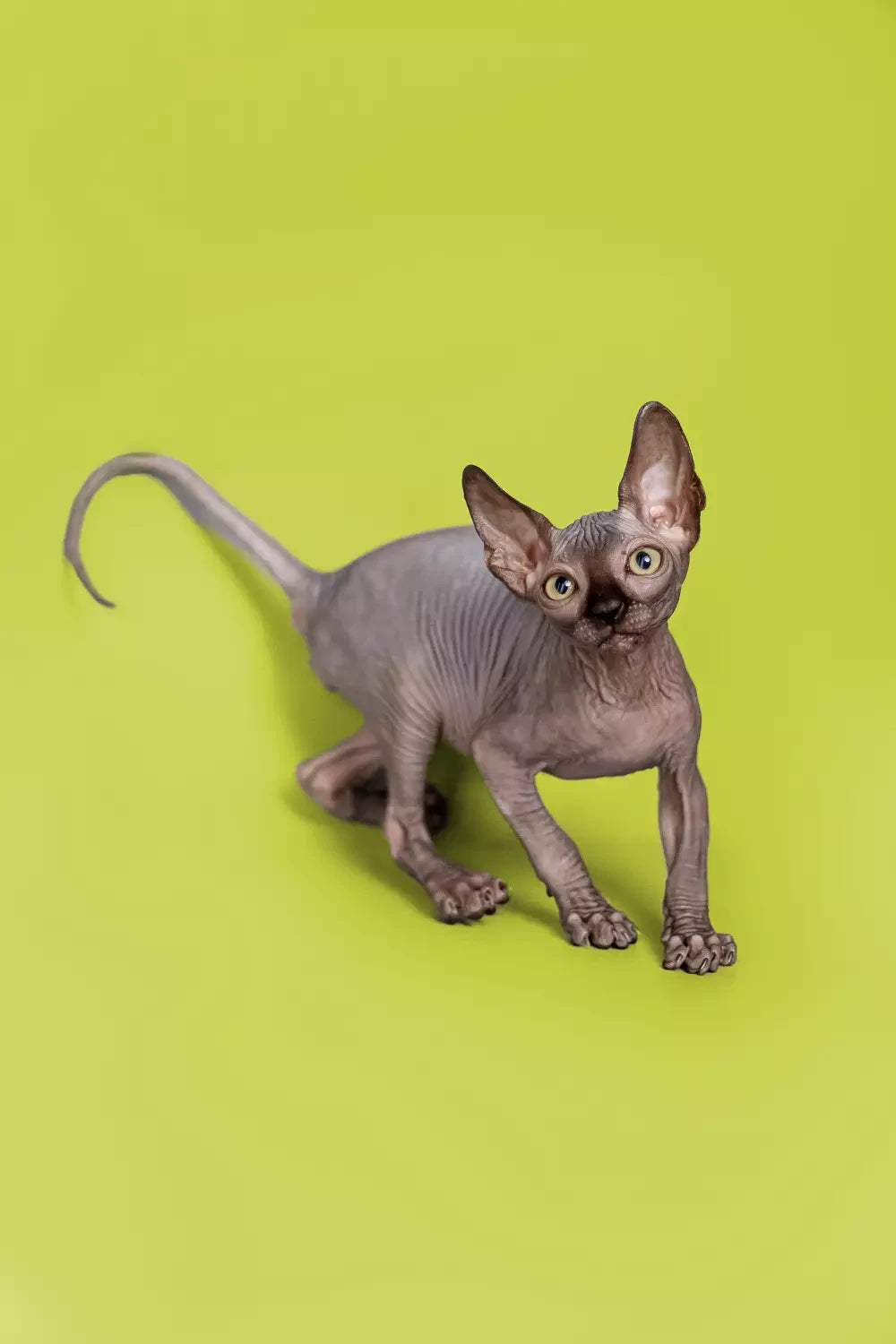 Sphynx Cat Health Check: The Importance of Vet Visits