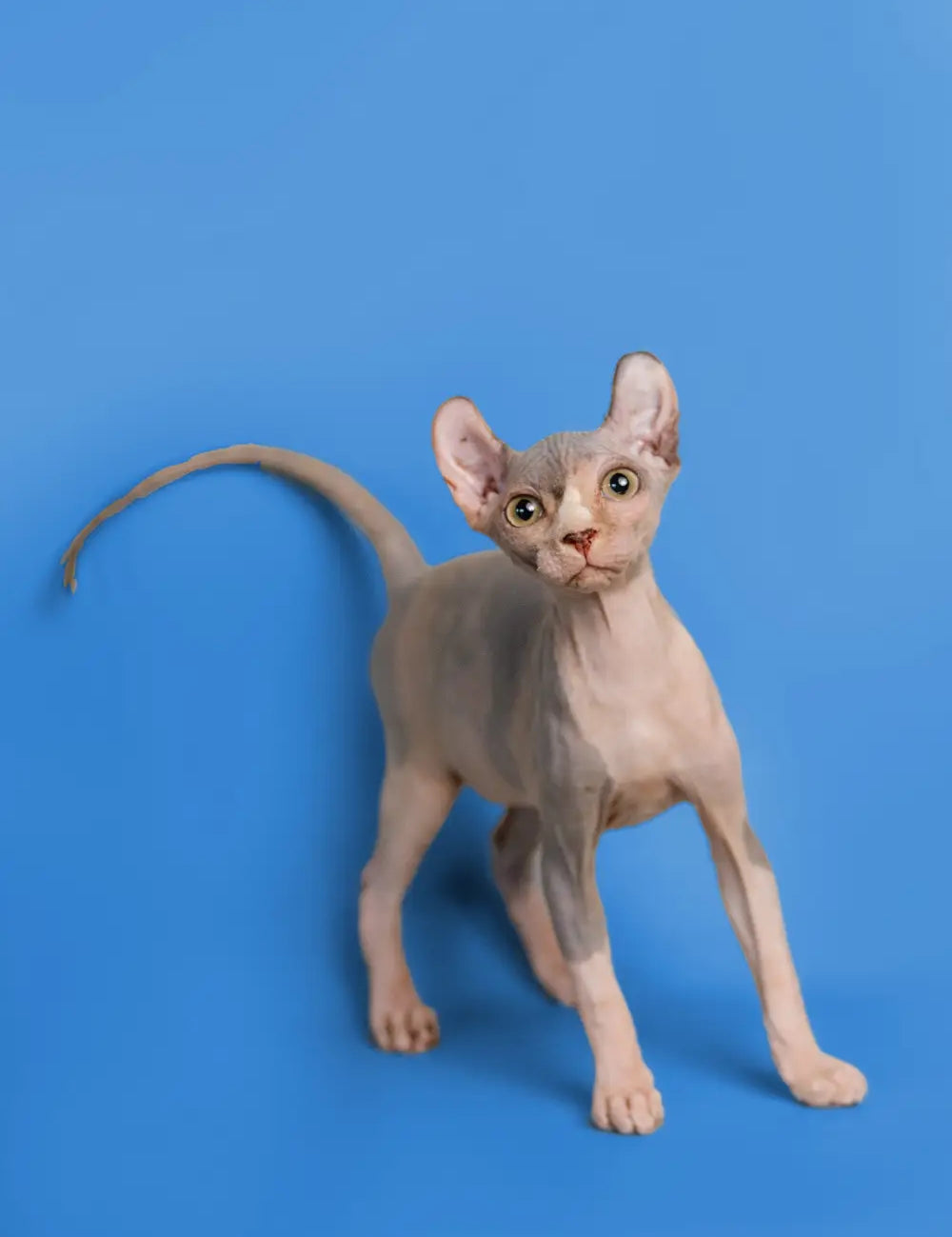 Sphynx Cat Lifespan and Aging Gracefully