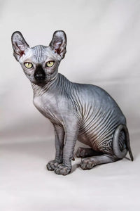 Sphynx Cat Myths and Misconceptions: Busting the Myths