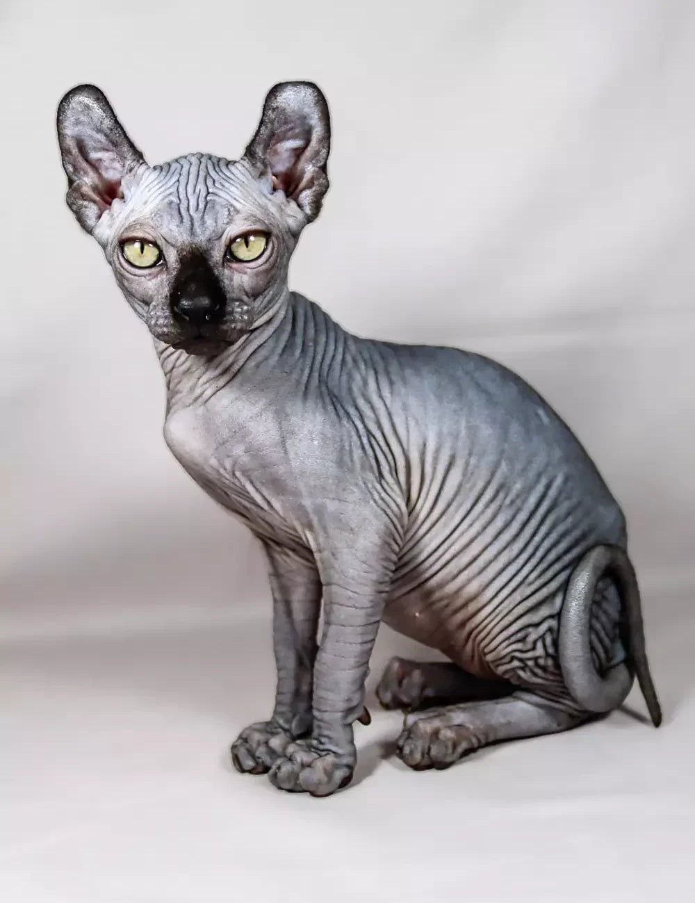 Sphynx Cat Myths and Misconceptions