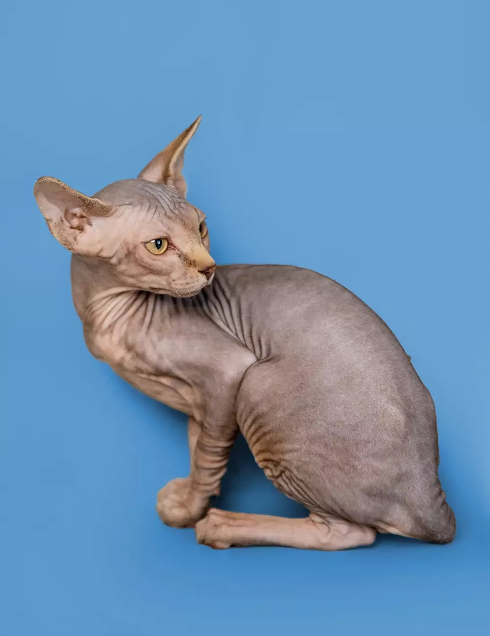 Sphynx Cat Size and Growth Stages