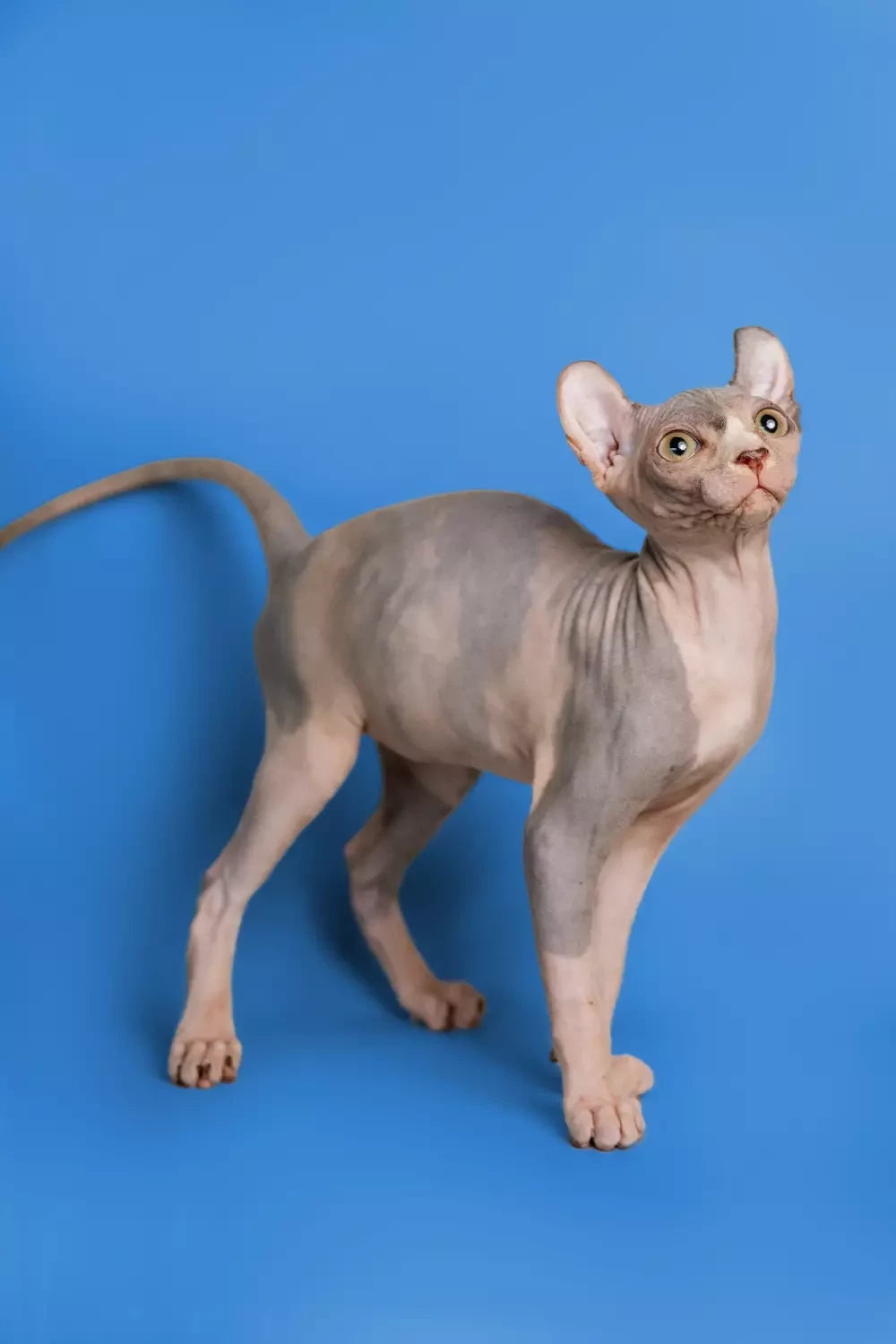 Sphynx Cats and Other Pets