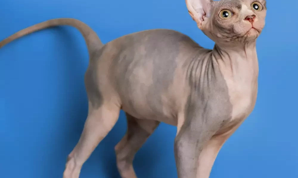 Sphynx Cats and Other Pets