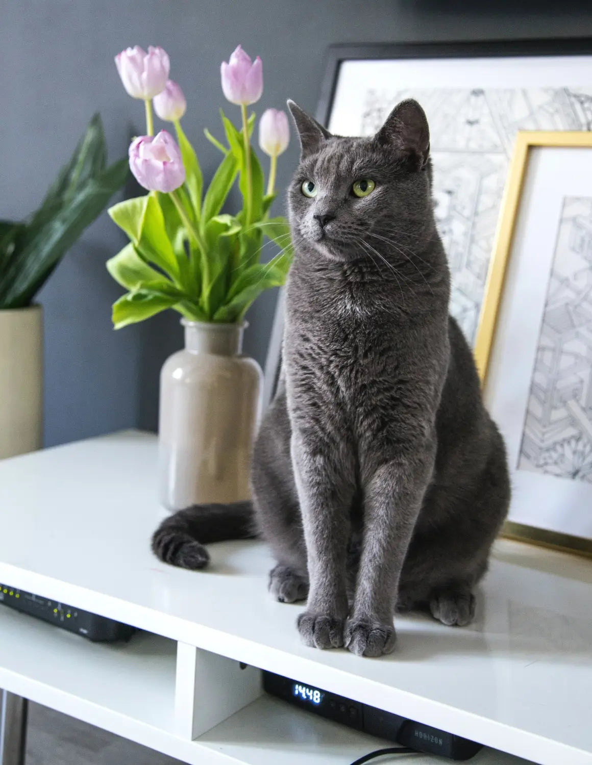 Gray Straight-Eared Scottish Fold cat resting beside pink tulips on a white surface