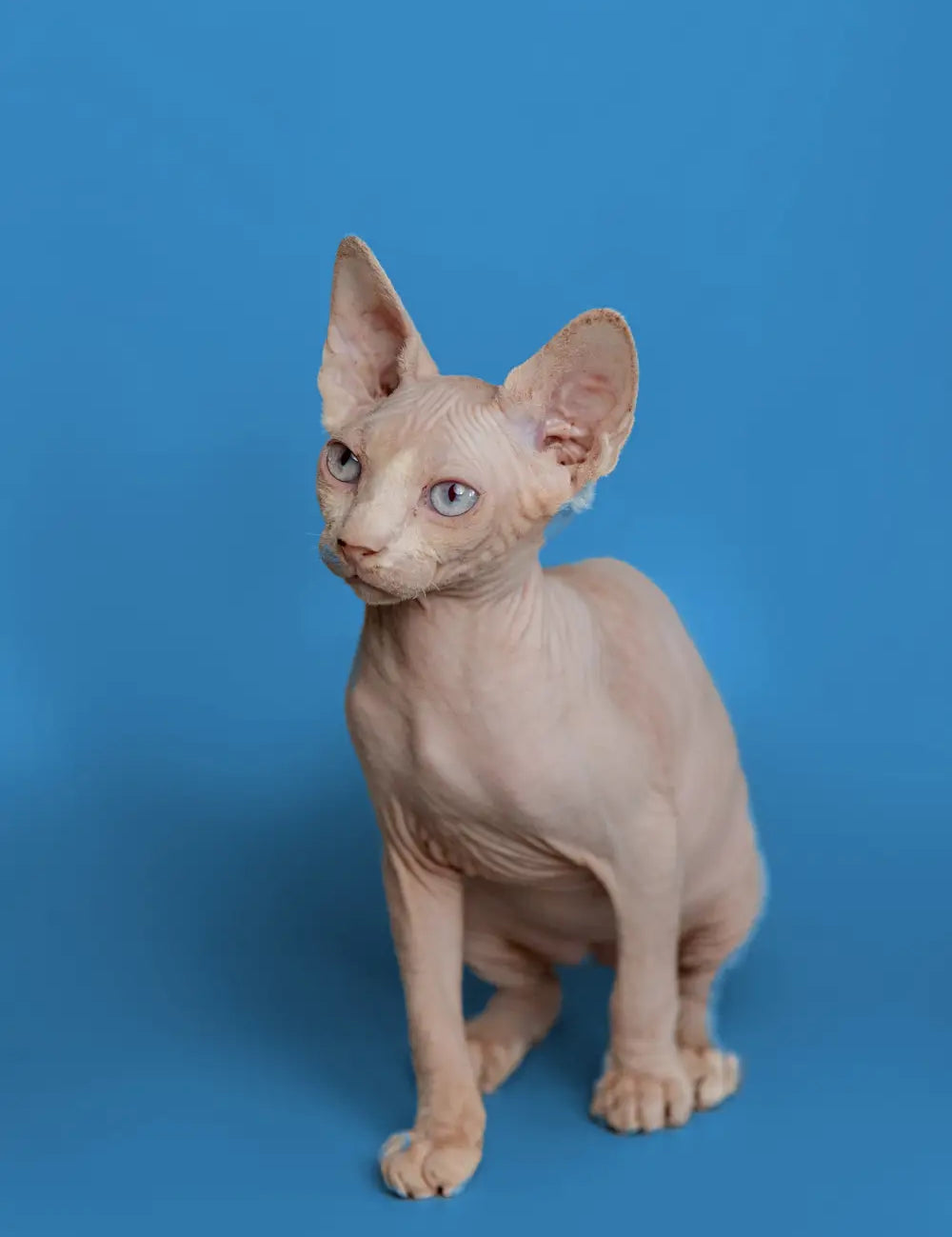 The Playful Side of Sphynx Cats