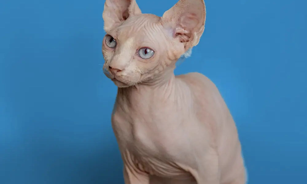 The Playful Side of Sphynx Cats