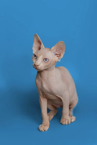 The Playful Side of Sphynx Cats: Toys and Activities