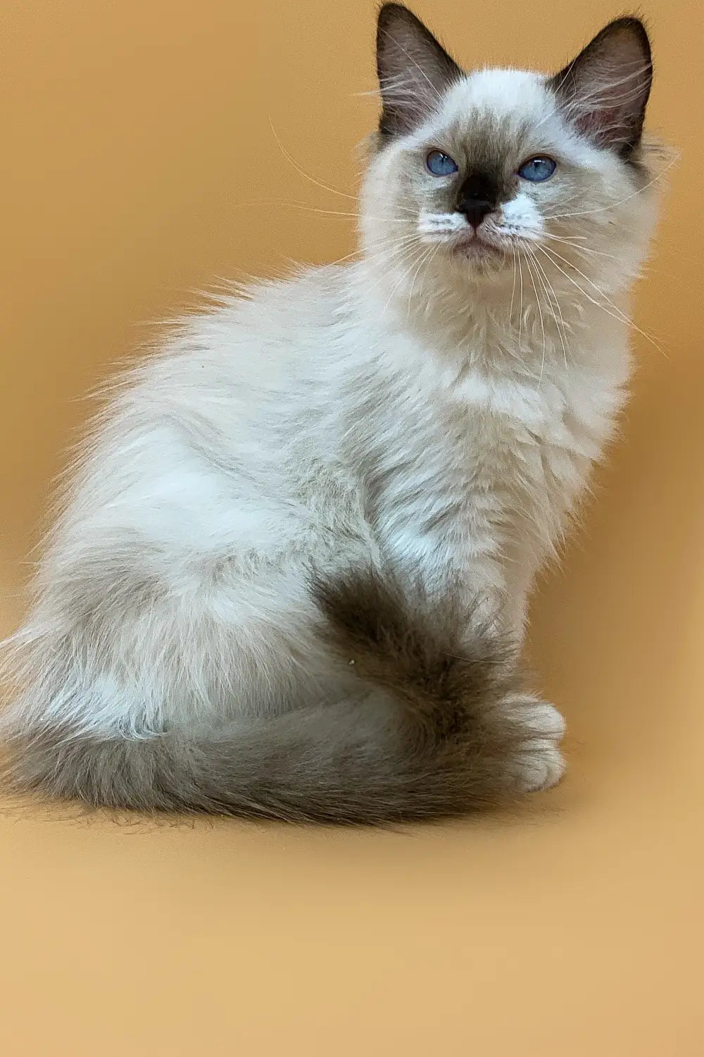 The Ragdoll Revolution: Exploring the Charms and Characteristics of this Unique Feline Breed