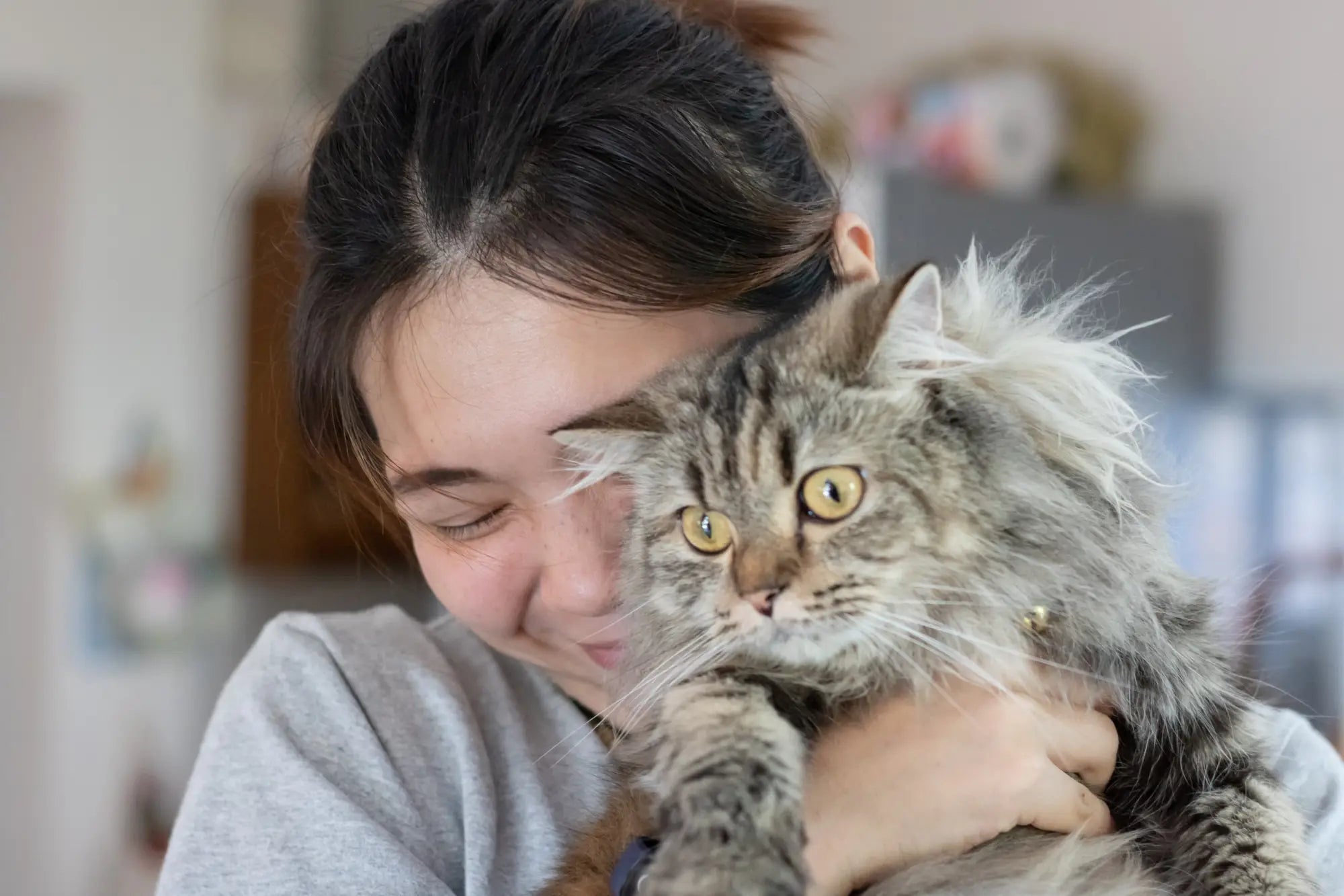 Fluffy gray tabby cat cuddled up, great care tips for Persian cat owners.