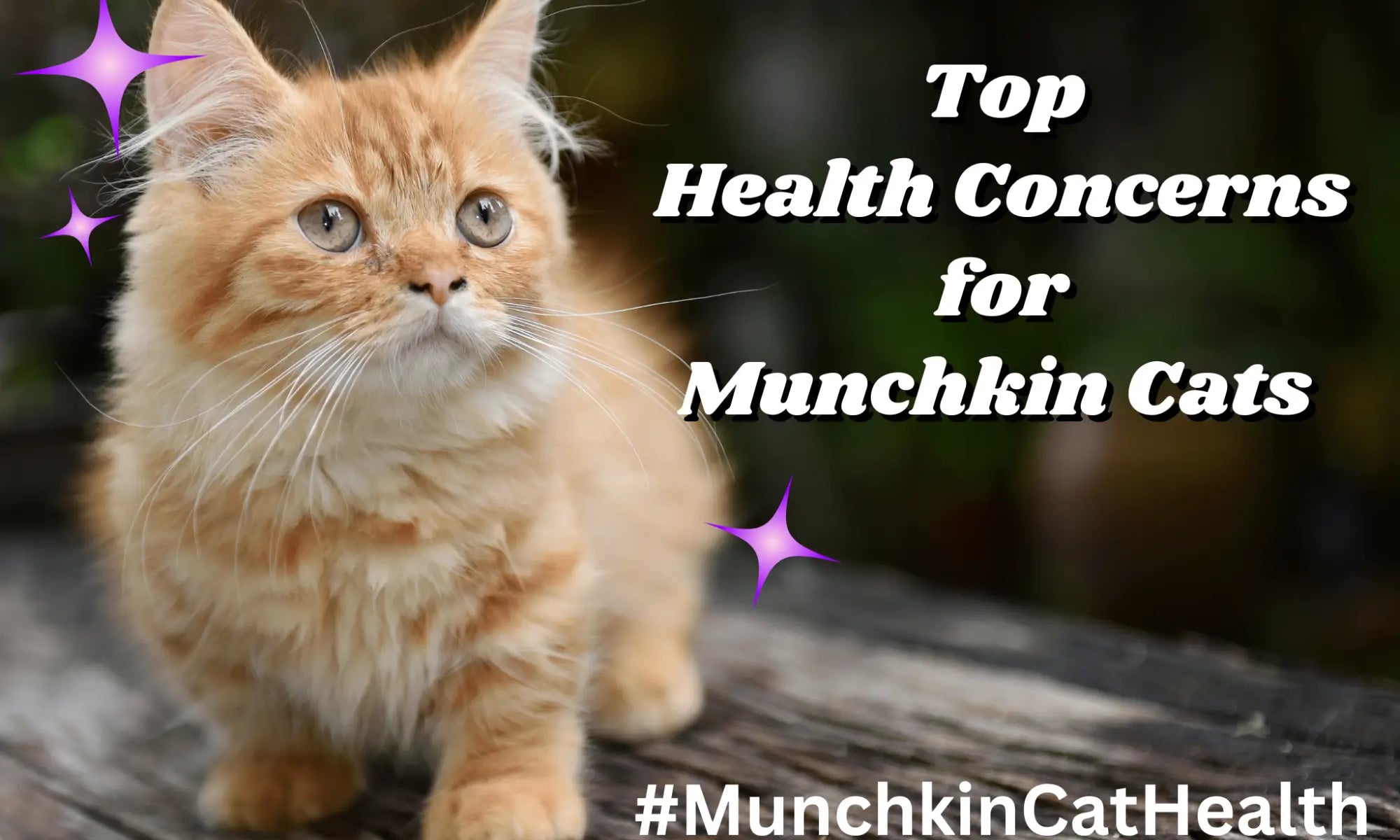 Fluffy orange Munchkin cat with big eyes highlights the need for essential vet check-ups.