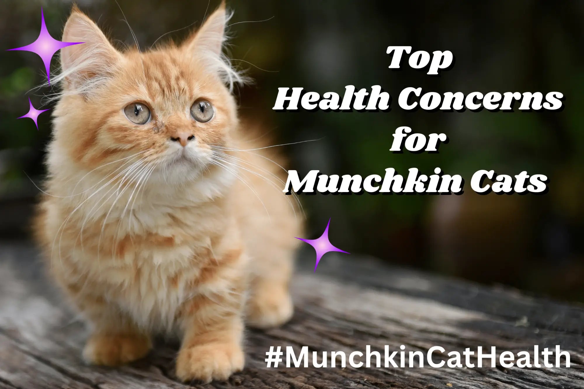 Fluffy orange Munchkin cat with big eyes highlights the need for essential vet check-ups.