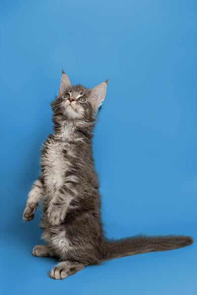 Training Your Maine Coon Cat: Basics and Beyond