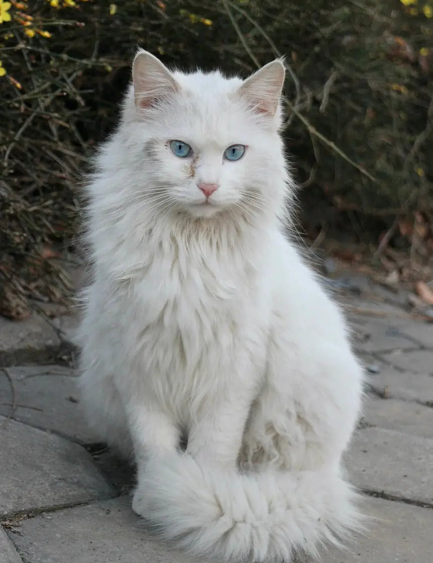 White Turkish Angora cat with blue eyes sitting on pavement, showcasing its charm.