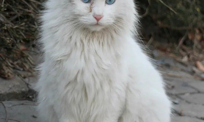 White Turkish Angora cat with blue eyes sitting on pavement, showcasing its charm.