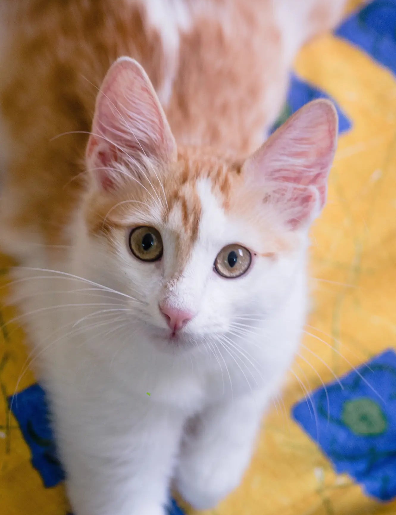 Young Turkish Van cat with alert green eyes and a mix of white and ginger fur.