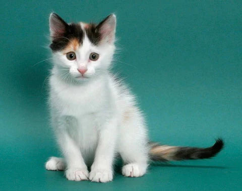 Adorable white and calico Turkish Van kittens sitting upright with alert expressions.