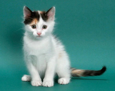 Turkish Van Kittens: Dive into the Fascinating World of this Rare Feline Breed!